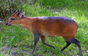 Nigerian Bay Duiker