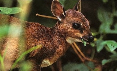 Nigerian Bates Dwarf Antelope