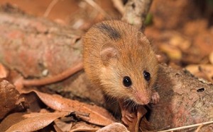 Grey Climbing Mouse