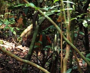 Ogilbys Duiker in the forest