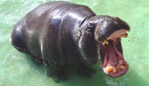 Pygmy Hippopotamus wilding