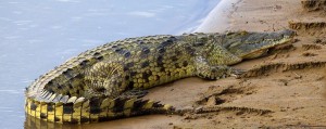 Crocodylus niloticusis