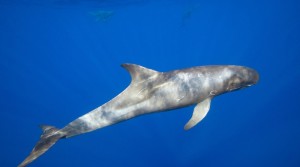 Pygmy Killer Whale in the blue ocean