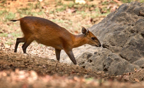 Red bcked Duiker in the wild