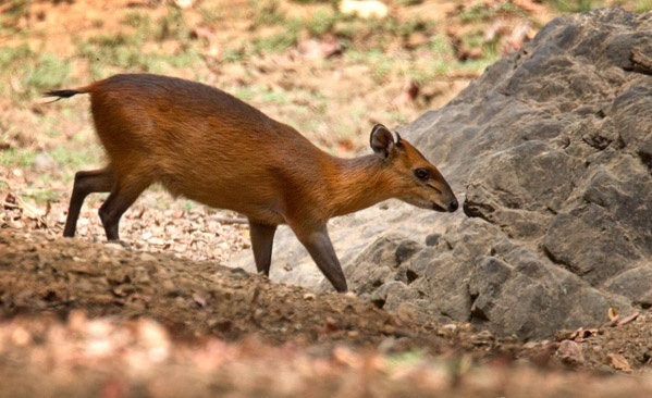 Red-flanked Duiker (Mammals of the WAP complex) · iNaturalist