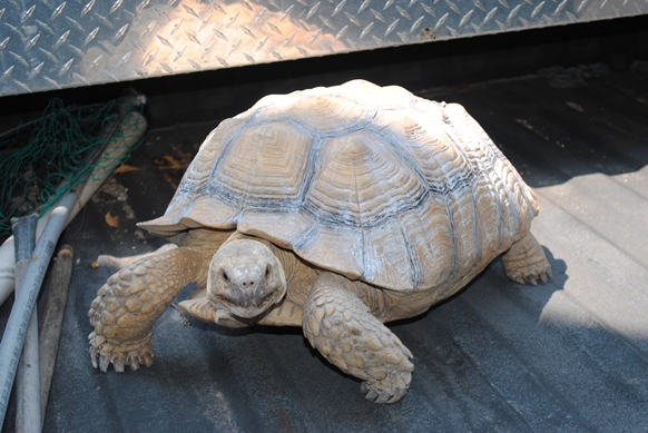 African Spurred Tortoise 