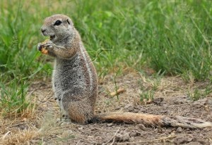 Squirrel eating nuts