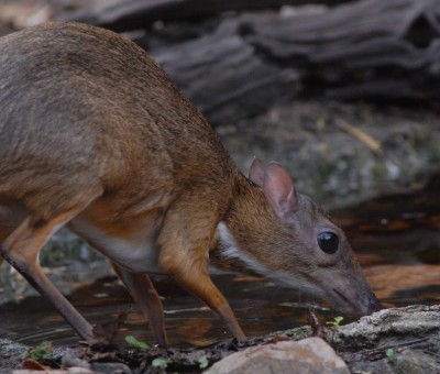 Water Chevrotain
