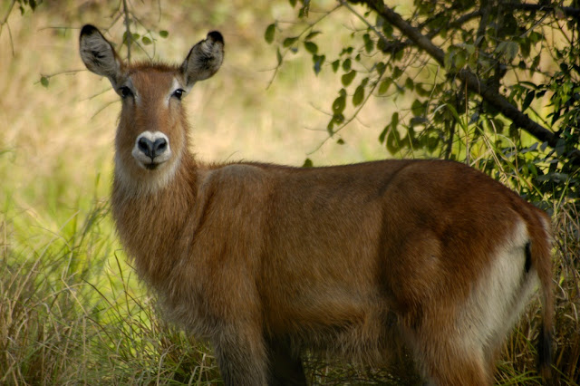 Waterbuck