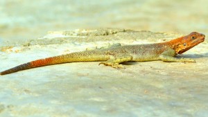 Lizard in Nigeria, Agama agama