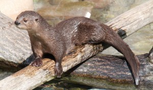 Otter walking the wood