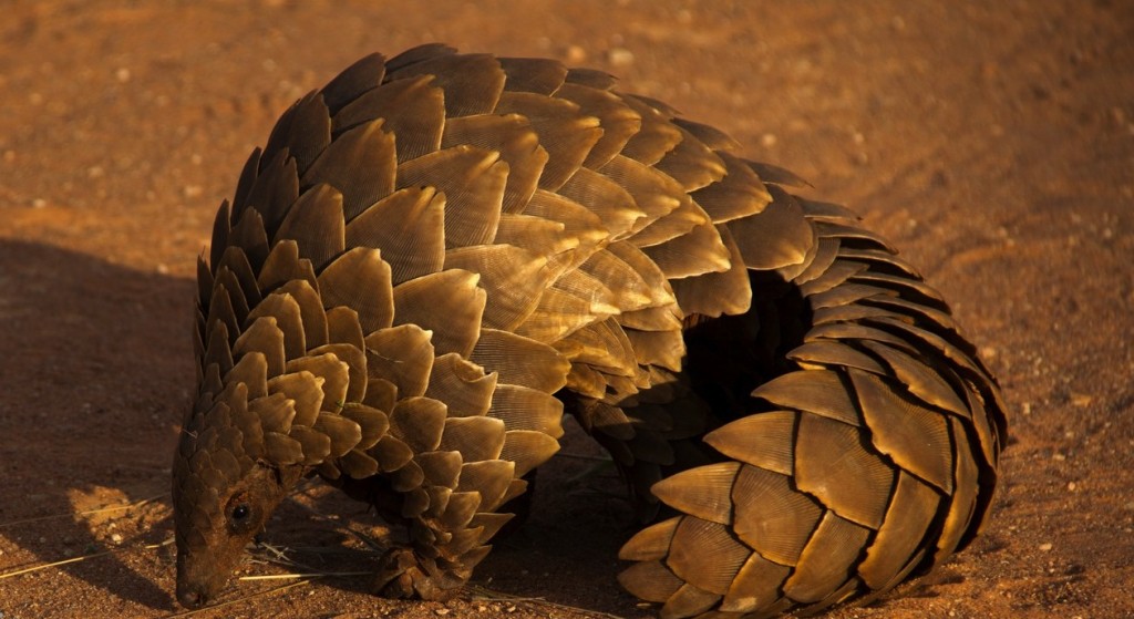 Giant Pangolin