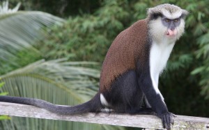 a Mona Monkey sitting