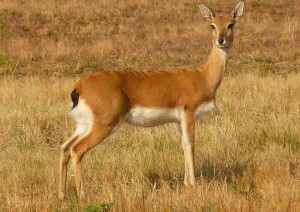 Oribi in Nigeria