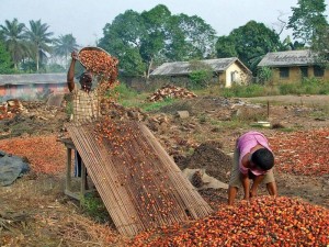 Palm Oil processing