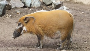 River Hog in Nigeria