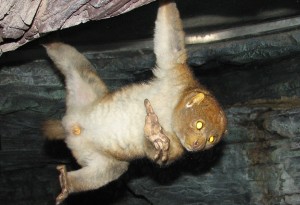 Potto primate in Nigeria