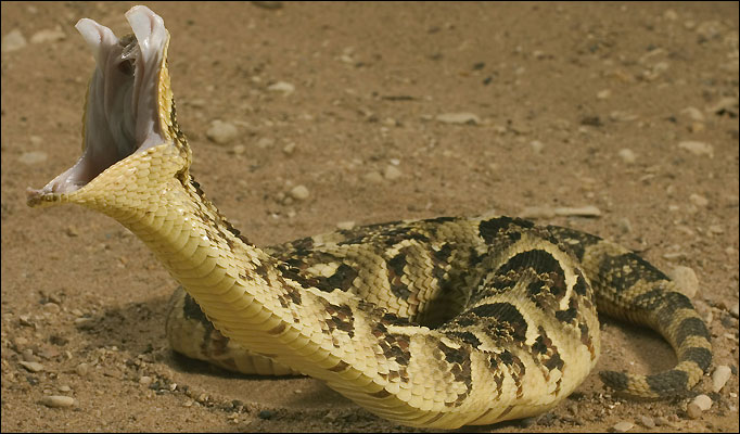 Puff Adder with wide open mouth