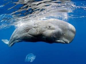 Sperm Whale in the blue ocean