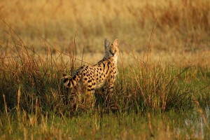 Serval in the fields