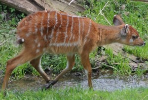 A baby Situanga walking the waterside