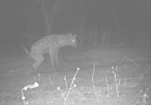 Stripped Hyena captured in the night at Yankari GR