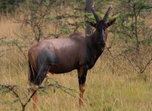 Topi in the wild