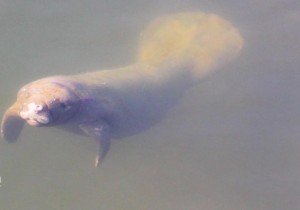 West African Manatee swimming inside water