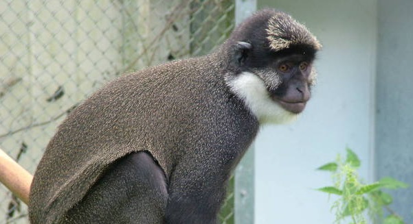 White Throated Guenon