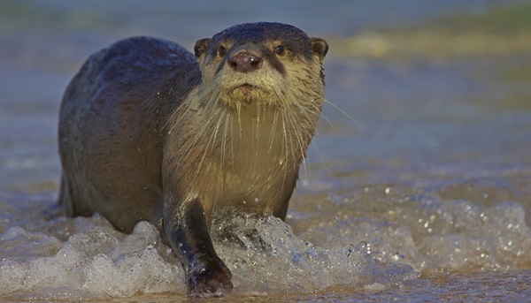 Cape Clawless Otter 