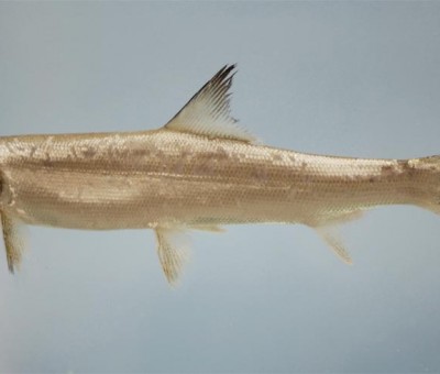 Ladyfish in Nigerian waters