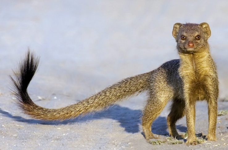 Mongoose