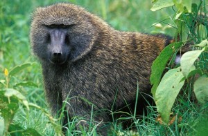 Baboon in Nigeria