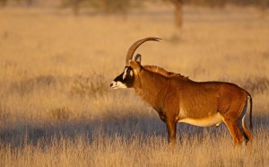 Roan Antelope in the wild