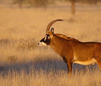 Roan Antelope in the wild