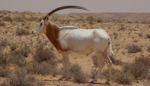 Oryx in Nigeria