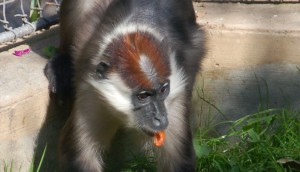 Mangabey in Nigeria