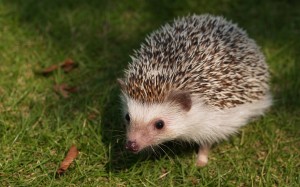 Four-toed Hedgehog