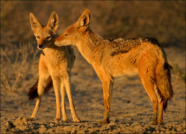 Nigerian Jackal