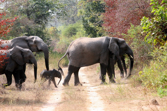 Elephants