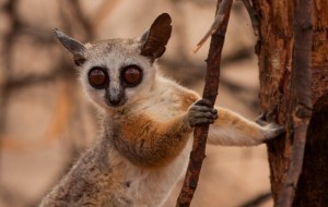 Galago 