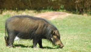 Forest Hog in Nigeria