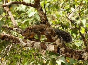 Giant Squirrel