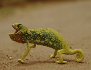 Graceful Chameleon in defensive display