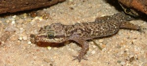Common gecko