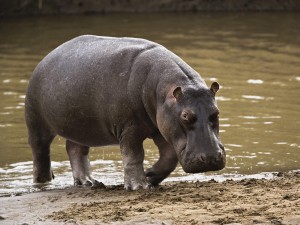 Hippopotamus 