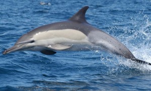 Atlantic Humpback Dolphin gliding at sea.