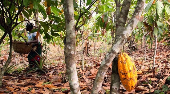 Cocoa plantation farm in Ondo State