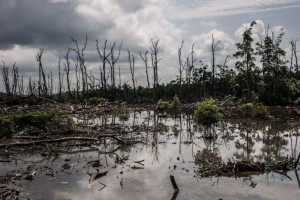 Ecological denigration of the Niger Delta swampland due to Oil prospecting activities. 