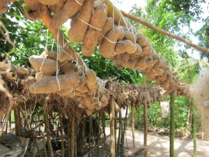 Igbos traditionally use passive means to keep yams at low temperature in an oba. 